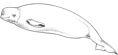 Cute Beluga Whale Coloring Page